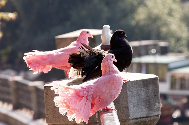 ​【中超】叶楚贵先拔头筹，梅州客家战平北京国安.